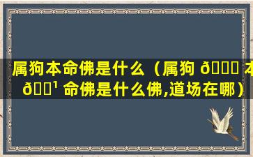 属狗本命佛是什么（属狗 🍁 本 🌹 命佛是什么佛,道场在哪）